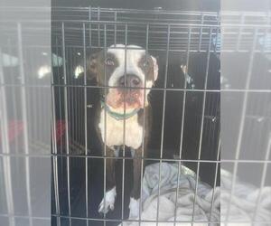 American Pit Bull Terrier Dogs for adoption in Fort Lauderdale, FL, USA