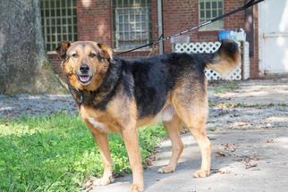 Mutt Dogs for adoption in Oxford, NC, USA