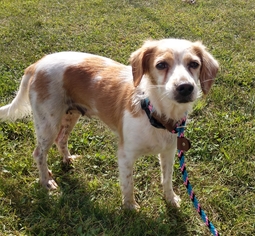 Brittany Dogs for adoption in Minneapolis, MN, USA