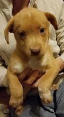 Medium Photo #1 Alaskan Husky Puppy For Sale in Del Rio, TX, USA