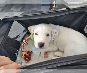 Labrador Retriever-Unknown Mix Dogs for adoption in Sanford, FL, USA