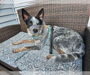 Medium Photo #2 Mutt Puppy For Sale in Westwood, NJ, USA