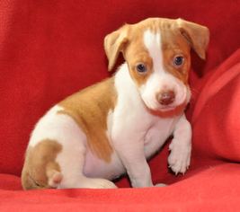 Medium Photo #1 Boxer-Unknown Mix Puppy For Sale in Eden Prairie, MN, USA
