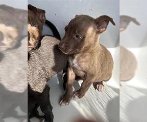 Mutt Dogs for adoption in Houston, TX, USA