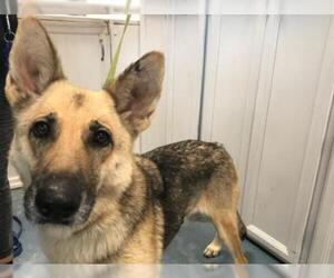 German Shepherd Dog Dogs for adoption in Hampton Bays, NY, USA