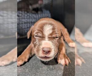 American Staffordshire Terrier-Unknown Mix Dogs for adoption in San Antonio, TX, USA