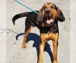 Bloodhound Dogs for adoption in Madisonville, TN, USA