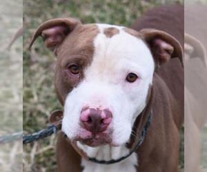 American Pit Bull Terrier-Unknown Mix Dogs for adoption in Nashville, IN, USA