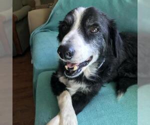 Border Collie Dogs for adoption in Pleasant Hill, CA, USA