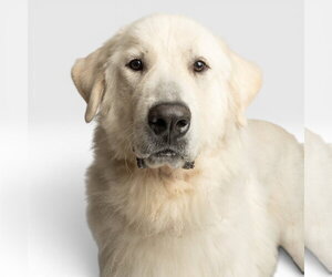Medium Photo #1 Great Pyrenees Puppy For Sale in Rowlett, TX, USA