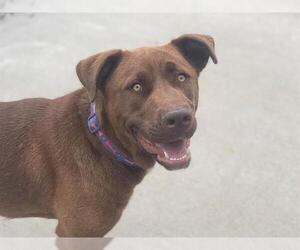 Labrador Retriever-Unknown Mix Dogs for adoption in Tulsa, OK, USA
