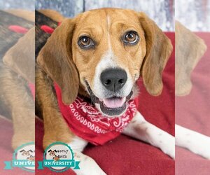 Beagle Dogs for adoption in Kennesaw, GA, USA