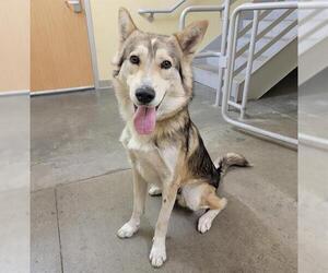 Gerberian Shepsky Dogs for adoption in Orange, CA, USA