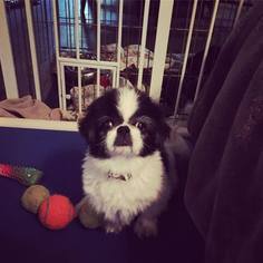 Japanese Chin Dogs for adoption in Cool Ridge, WV, USA
