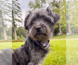 Mutt Dogs for adoption in Brooklyn Center, MN, USA