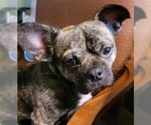 Faux Frenchbo Bulldog Dogs for adoption in High Point, NC, USA