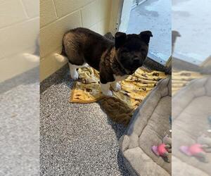 Akita Dogs for adoption in Dedham, MA, USA