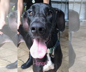Great Dane Dogs for adoption in Palm Beach, FL, USA