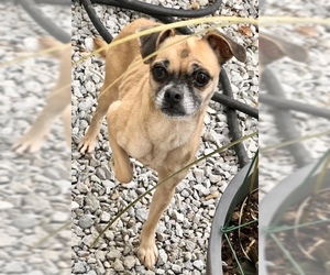 Puggle Dogs for adoption in Pawtucket, RI, USA