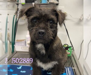 Mutt Dogs for adoption in Chico, CA, USA