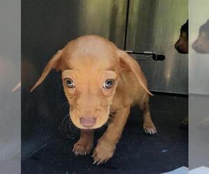 Mutt Dogs for adoption in San Antonio, TX, USA