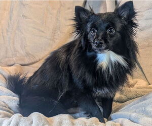 Pomeranian Dogs for adoption in Bon Carbo, CO, USA