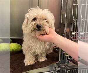 Poodle (Toy)-Unknown Mix Dogs for adoption in Rancho Cucamonga, CA, USA