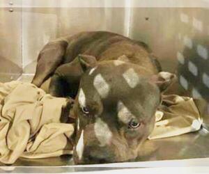 American Pit Bull Terrier Dogs for adoption in Moreno Valley, CA, USA
