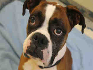 Boxer Dogs for adoption in Brewster, MA, USA