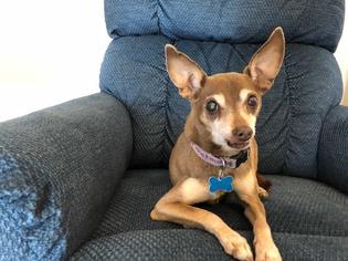 Medium Photo #1 Chihuahua Puppy For Sale in Camarillo, CA, USA
