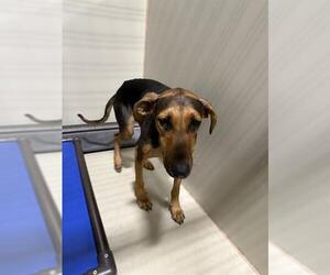 Doberman Pinscher Dogs for adoption in Bakersfield, CA, USA