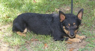 Chiranian Dogs for adoption in Meridian, MS, USA
