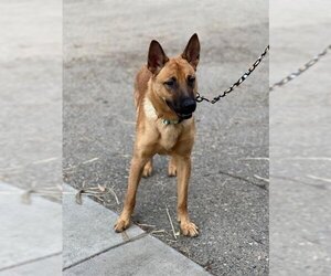 German Shepherd Dog Dogs for adoption in Santa Maria, CA, USA