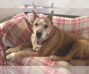Mutt Dogs for adoption in Boonton, NJ, USA