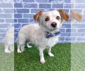 Spaniel-Unknown Mix Dogs for adoption in Corona, CA, USA