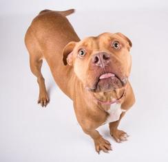 Bocker Dogs for adoption in Cincinnati, OH, USA