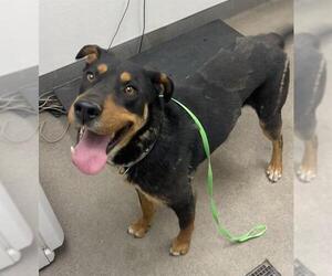 Rottweiler-Unknown Mix Dogs for adoption in HESPERIA, CA, USA