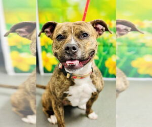 American Pit Bull Terrier Dogs for adoption in Jackson , NJ, USA