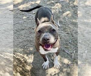 American Pit Bull Terrier Dogs for adoption in Santa Maria, CA, USA