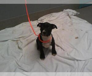 American Pit Bull Terrier-Unknown Mix Dogs for adoption in Las Vegas, NV, USA