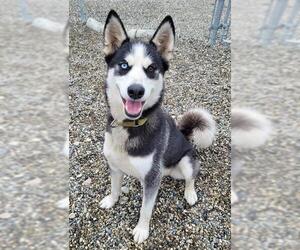 Siberian Husky Dogs for adoption in Fairbanks, AK, USA