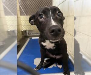 German Shepherd Dog-Unknown Mix Dogs for adoption in Woodland, CA, USA