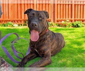 American Pit Bull Terrier-Unknown Mix Dogs for adoption in Las Vegas, NV, USA
