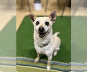 Chihuahua-Unknown Mix Dogs for adoption in Chula Vista, CA, USA
