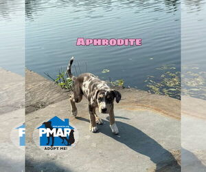 Catahoula Leopard Dog-Unknown Mix Dogs for adoption in Binghamton, NY, USA