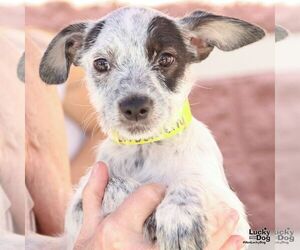 Mutt Dogs for adoption in Washington, DC, USA
