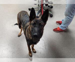 German Shepherd Dog-Unknown Mix Dogs for adoption in Pasadena, CA, USA
