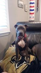American Pit Bull Terrier-Unknown Mix Dogs for adoption in Lorena, TX, USA