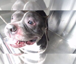 Mutt Dogs for adoption in Downey, CA, USA