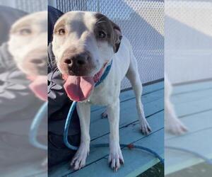 American Pit Bull Terrier-Unknown Mix Dogs for adoption in Redlands, CA, USA